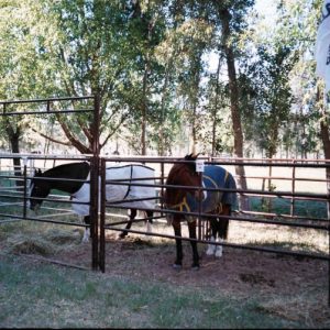 Paneles Lemsco P/Equinos 5 Caños de 1½" Altura 1,80 m
